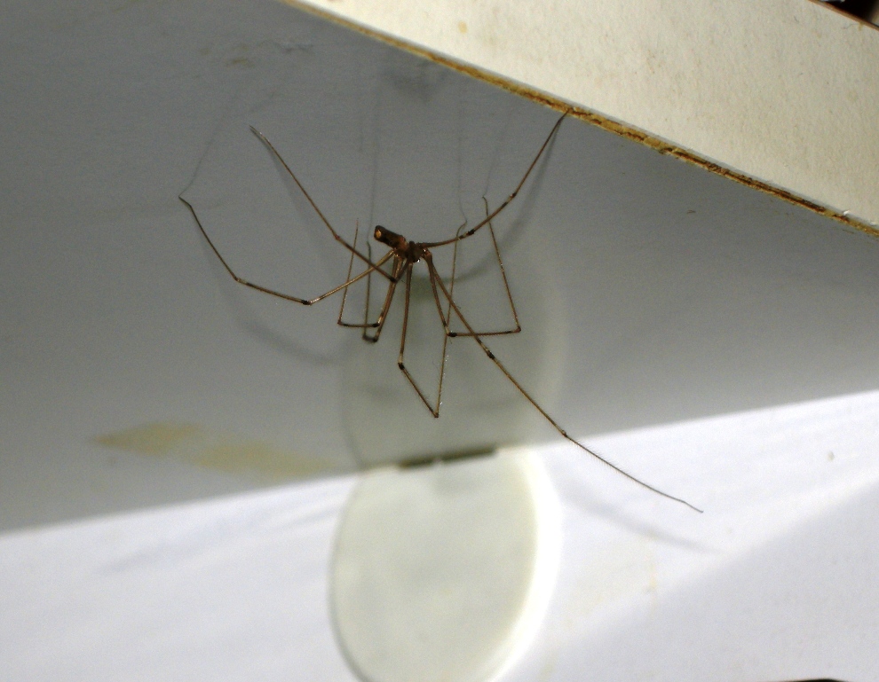 Pholcus phalangioides